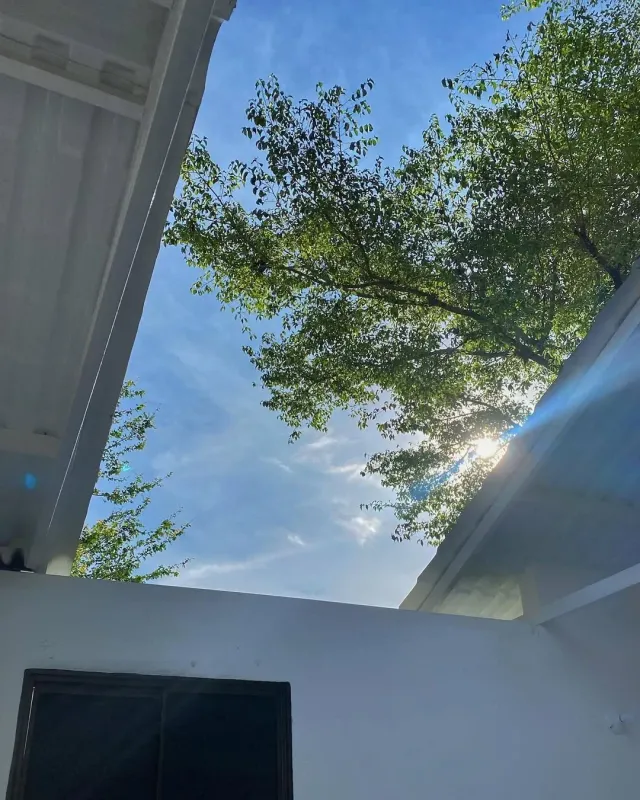 Vista al cielo azul y árboles desde cabaña de glamping rodeada de naturaleza y tranquilidad